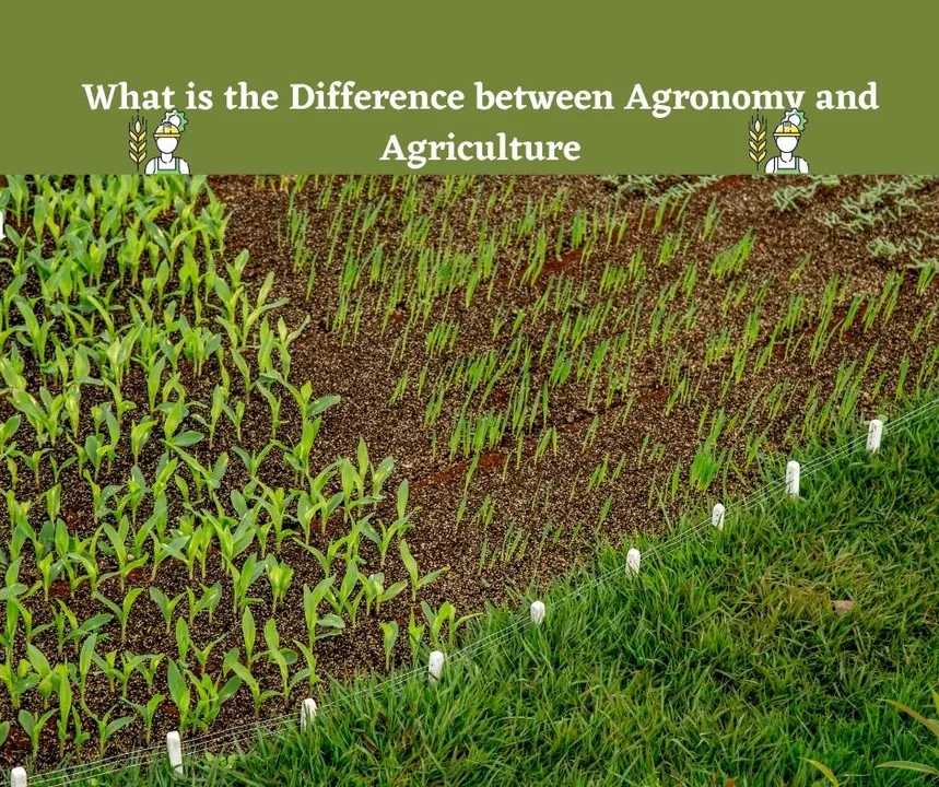 What is the difference between agronomy and agriculture?